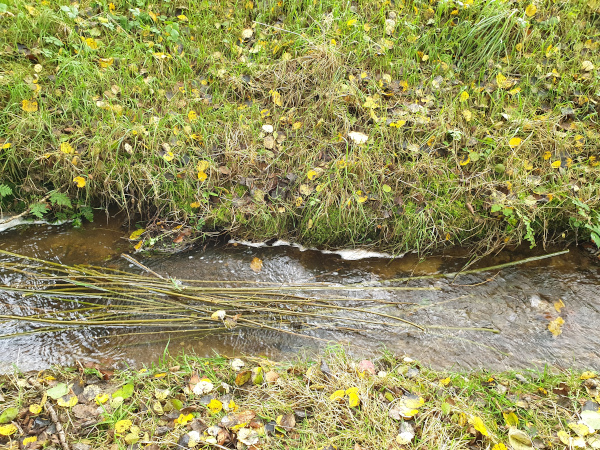 Willow withies placed in the stream to soften