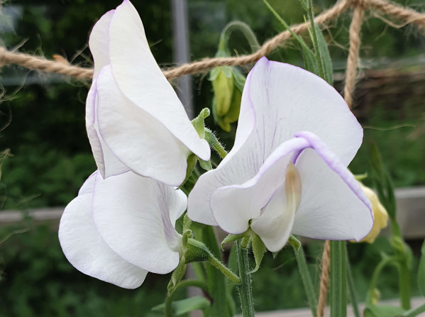 Sweet Pea High Scent, grown in the greenhouse, in flower on the 10th May 2020